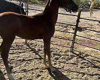 chestnut-colt-for-sale