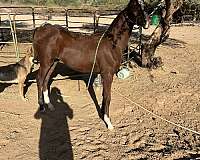 bay-colt-for-sale