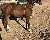 bay-arabian-colt