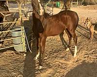 pick-colt