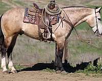 black-heading-trail-horse