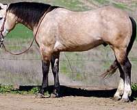 buckskin-heading-trail-horse
