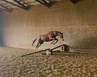 all-around-thoroughbred-horse