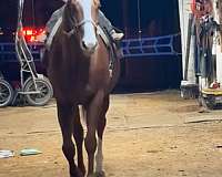 athletic-thoroughbred-horse