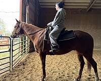 beginner-thoroughbred-horse