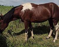 missouri-fox-trotter-filly