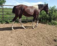 missouri-fox-trotter-horse-for-sale