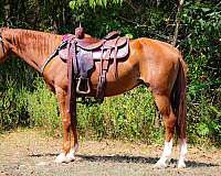 all-around-kentucky-mountain-horse