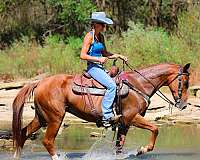 athletic-kentucky-mountain-horse