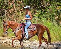 beginner-kentucky-mountain-horse