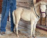 great-conformation-miniature-horse