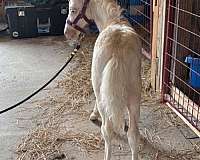 youngster-miniature-horse