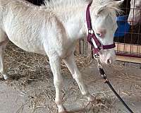 boones-horse