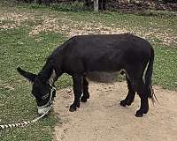 black-mdr-pony