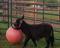 mdr-miniature-pony
