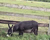 mdr-pony