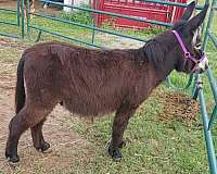 donkey-stallion