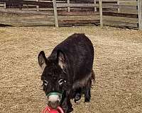 donkey-for-sale