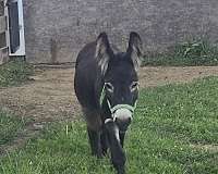 stallion