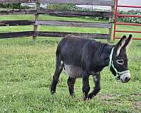 show-miniature-pony