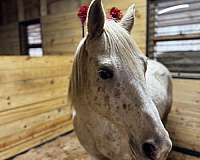 poa-horse-for-sale
