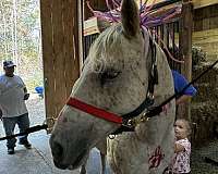 poa-horse