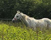 poa-gelding