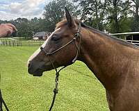 seal-brown-breeding-horse