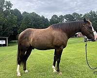 seal-brown-flashy-horse