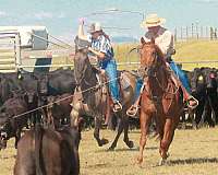 all-around-appendix-horse