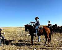 athletic-appendix-horse