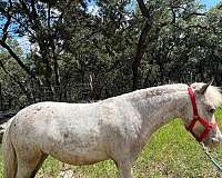 all-around-miniature-horse