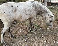 beginner-miniature-horse
