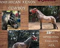 breeding-miniature-horse