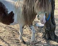 red-an-white-miniature-horse