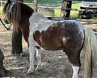 class-c-mini-miniature-horse