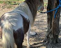 red-white-2-tone-face-roan-paint