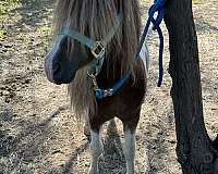 red-an-white-horse