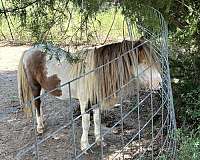 class-c-mini-horse