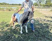 etc-miniature-horse
