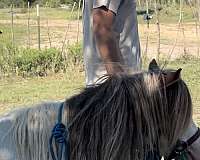 heard-miniature-horse