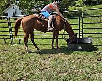 sorrel-blaze-white-stocking-pony