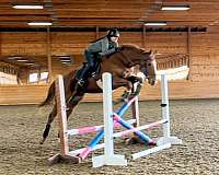 athletic-thoroughbred-horse