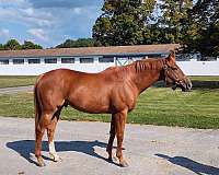 sound-thoroughbred-horse