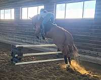 thoroughbred-horse