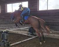 lease-option-gelding