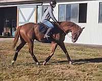 and-loads-thoroughbred-horse
