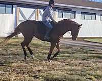 available-thoroughbred-horse