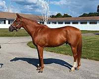 beginner-novice-thoroughbred-horse
