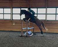 beginner-safe-thoroughbred-horse